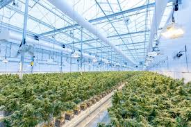 Top Dehumidifiers for Cannabis Cultivation: What Growers Need to Know